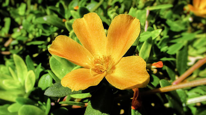 Common purslane is easy to harvest: Just cut it around the crown or rip it up from the ground. You can start it from seed, or just let it reseed itself annually.