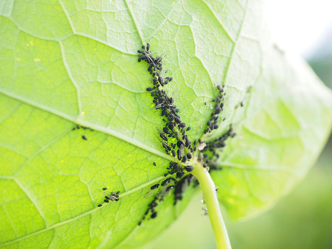 5 common mistakes that attract garden pests (The Grow Network)