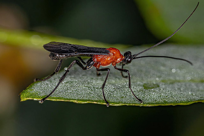When trying to prevent garden pests, don't make the mistake of getting rid of all the bugs. Some insects, like braconid wasps, are helpful natural predators in your garden. (The Grow Network)