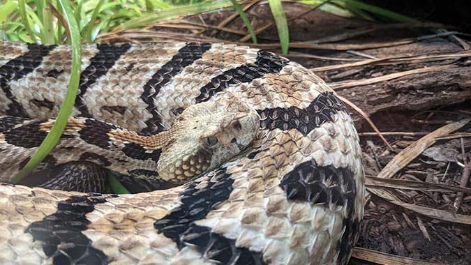 How to prevent garden pests like Copperhead Snakes from making your garden home (The Grow Network)