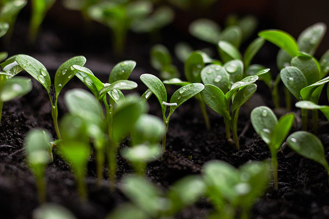 Help prevent garden pests by keeping your seedlings healthy (The Grow Network)