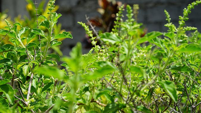 When you grow tulsi, prepare for it to thrive! (The Grow Network)