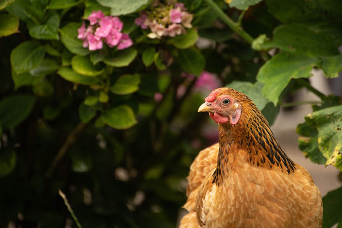 Chickens in the garden (The Grow Network)