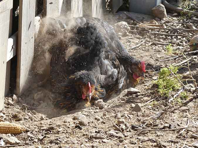 Chickens' dust baths can make a mess in the garden (The Grow Network)