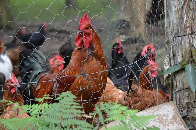 Sectioning is one way to make a garden chicken-friendly (The Grow Network)