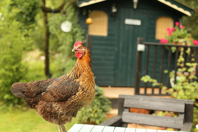 Chickens in the garden -- how to protect your harvest (The Grow Network)