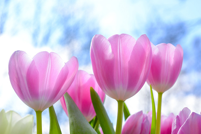 Be careful of plants, like tulips, that are toxic to chickens (The Grow Network)