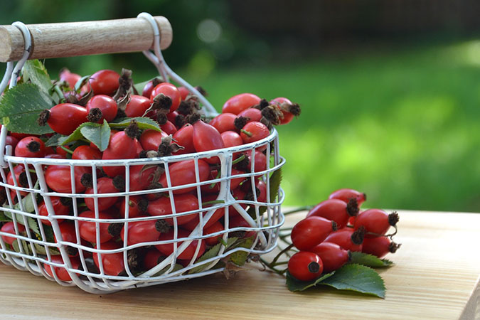 Benefits of rose hips (The Grow Network)