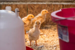 3 steps to follow when planning your first chicken coop (The Grow Network)