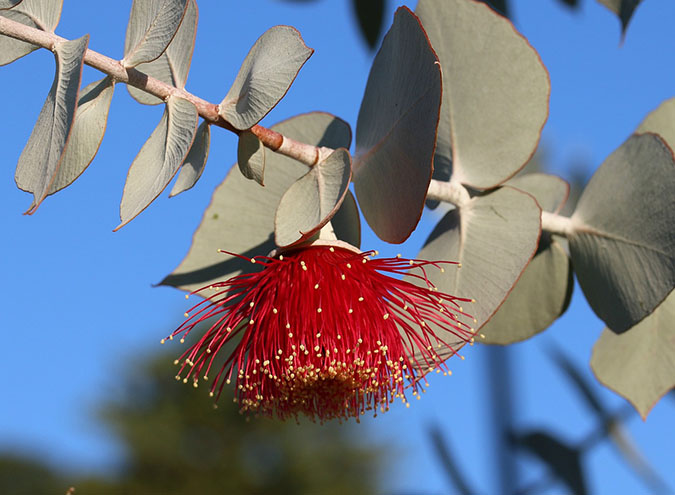 Eucalyptus leaves and flower (The Grow Network)