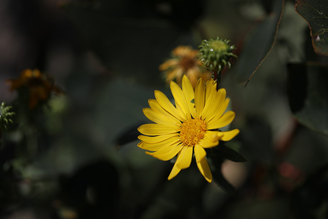 Gumweed (The Grow Network)