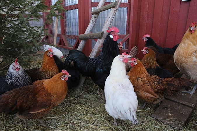 How to build a chicken coop in 11 steps (The Grow Network)