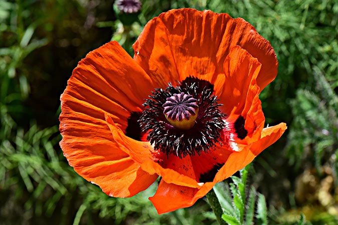 Poppy (The Grow Network)