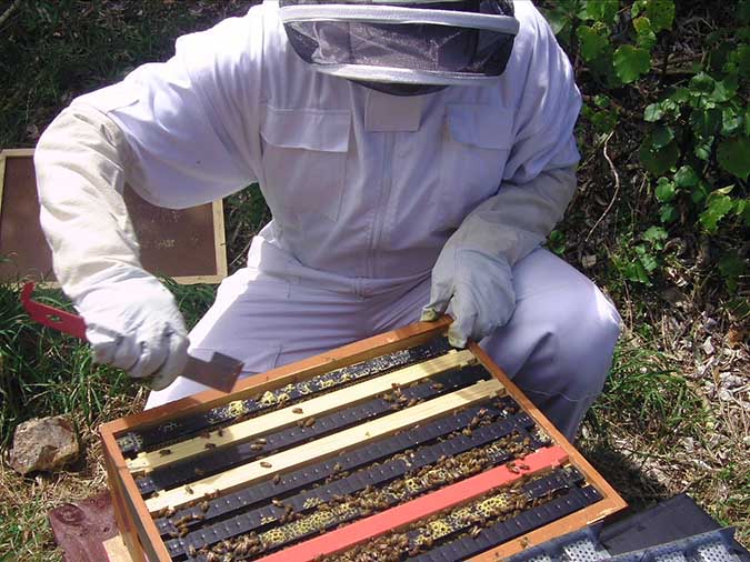 Propolis (The Grow Network)