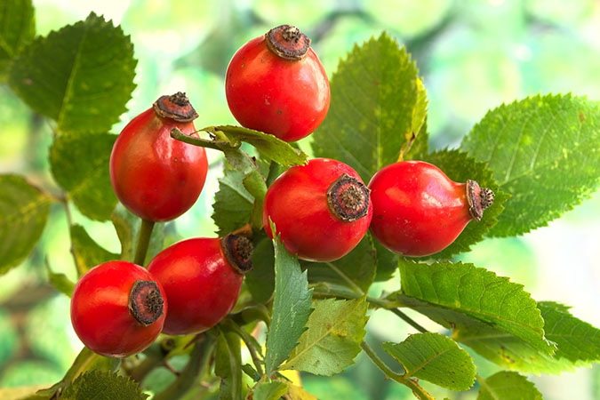 Combined, rose hips and marshmallow root have anti-inflammatory properties. (The Grow Network)