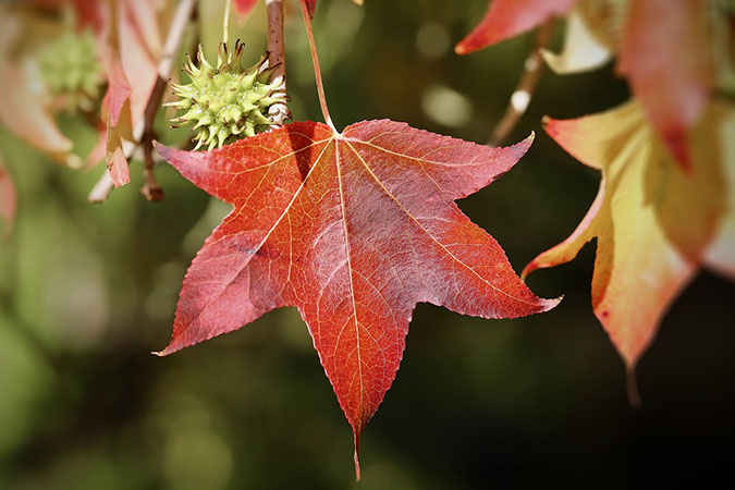 Sweetgum - Medicinal gums and resins (The Grow Network)