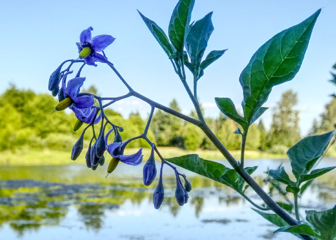 artificial intelligence identifies poisonous nightshade belladonna as safe and edible