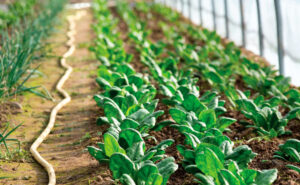 How to Grow Spinach All Winter | The Grow Network