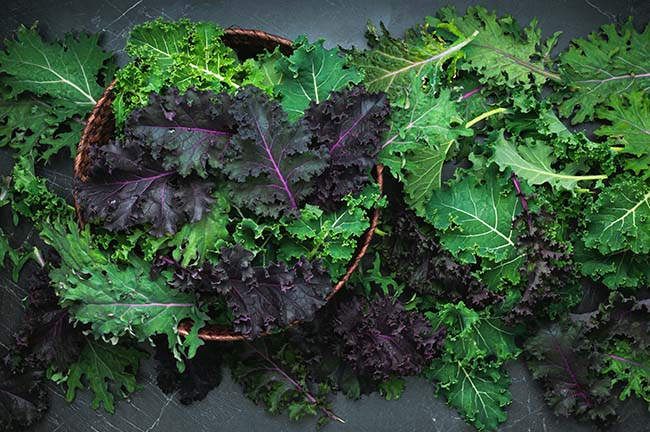 The Best Variety of Kale to Grow in a Winter Greenhouse | The Grow Network