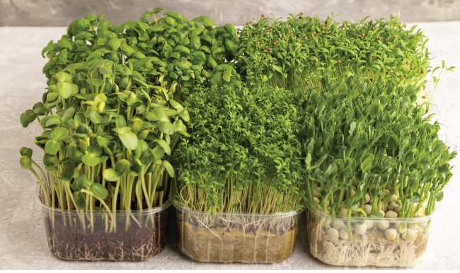 The Best Microgreen Varieties to Grow at Home | The Grow Network