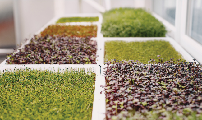 Growing Microgreens at Home | The Grow Network