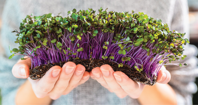 How to get started growing Microgreens | The Grow Network